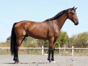 KWPN 3yo | 1.68 m | Toto Jr. x Painted Black