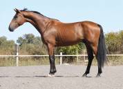 KWPN 3yo | 1.68 m | Toto Jr. x Painted Black