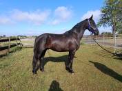 Hongre frison