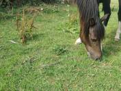 Poney PFS C 2 ans