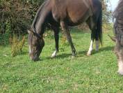Poney PFS C 2 ans