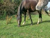 Poney PFS C 2 ans