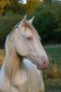 Pand&rsquo;or des AAD &ndash; Poulain Lusitanien OC &ndash; 18 mois 