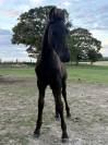 Magnifique poulain frison 