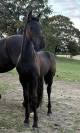 Magnifique poulain frison 