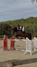 A vendre Jument 8 ans par LAUTERBACH/IDEAL DE LA LOGE
