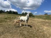 Poulini&egrave;re pur sang lusitanienne 