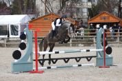 Poney de sport &agrave; prendre en demi-pension