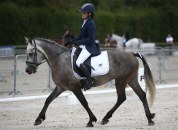 Poney de sport &agrave; prendre en demi-pension