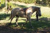Cheval de loisirs 6 ans