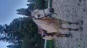 Cheval de loisirs 6 ans