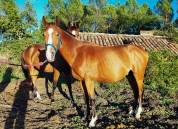 PONEY ENTIER 3ANS GOLDWIN D'EMBETS x FOLAMOUR DU BOIS