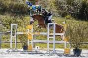 PONEY ENTIER 3ANS GOLDWIN D'EMBETS x FOLAMOUR DU BOIS