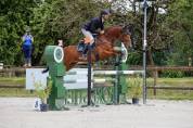 hongre de 9 ans baie  1m68