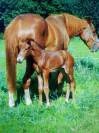 hongre de 9 ans baie  1m68