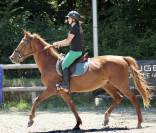 Trotteur &eacute;tranger. Fils de Varenne 