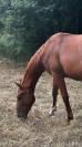 Poulain 