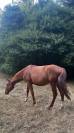 Poulain 