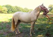 JUMENT 4ANS PP LUSITANIEN PERLINO (TESTEE)