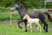 JUMENT 4ANS PP LUSITANIEN PERLINO (TESTEE)