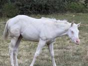 Pouliche paint horse bai homozygote splash et black