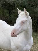 Pouliche paint horse bai homozygote splash et black