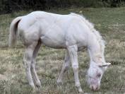 Pouliche paint horse bai homozygote splash et black