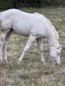 Pouliche paint horse bai homozygote splash et black