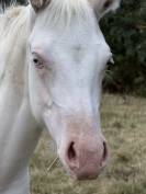 Pouliche paint horse bai homozygote splash et black