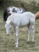 Pouliche paint horse bai homozygote splash et black