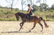 Lief en eerlijk  springpaard 