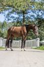 Lief en eerlijk  springpaard 