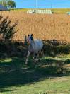 Ponette D Connemara 4 ans 