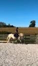 Ponette D Connemara 4 ans 