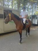 Super brave merrie voor ambitieuze ruiter