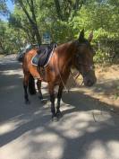 Super brave merrie voor ambitieuze ruiter