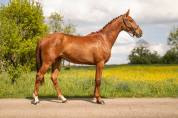 Pouliche - BWP - 2 ans - Dressage - France