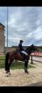 Hongre SF 10 ans Contendro x Kannan
