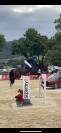 Hongre SF 10 ans Contendro x Kannan