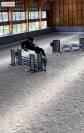 Hongre SF 10 ans Contendro x Kannan