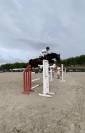 Hongre SF 10 ans Contendro x Kannan