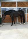 Hongre SF 10 ans Contendro x Kannan