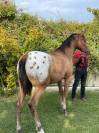 ESPECTACULAR POTRO QUARAB BLANKET
