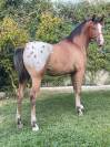 ESPECTACULAR POTRO QUARAB BLANKET