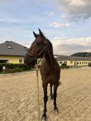 14y gelding by Diamant de Semilly 