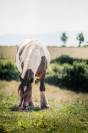 Pouliche irish cob 