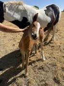 Pouliche irish cob 