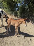 Pouliche irish cob 