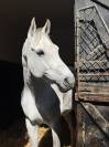 Gelding Holsteiner For sale 2015 Grey