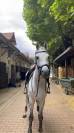 Gelding Holsteiner For sale 2015 Grey